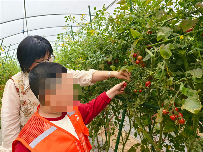 图为孩子体验蔬果采摘 图为孩子体验蔬果采摘